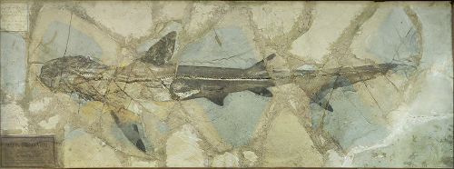 Galeorhinus cuvieri (Agassiz, 1835)